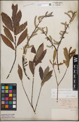 Foto von Salix caprea L. x Salix purpurea L.
